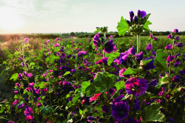 chic gardens librairie www.chicgardens.be Dior amour des fleurs Flammarion